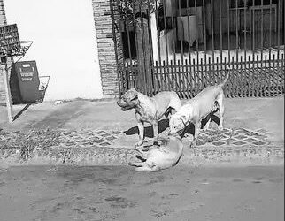 Proprietária de Pitbulls é intimada após ataque mortal a cachorros