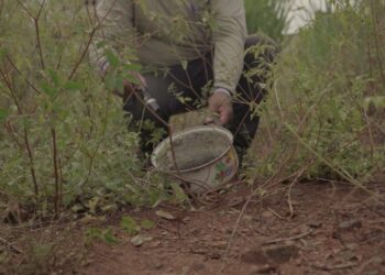 Mato Grosso do Sul é referência nacional no combate às arboviroses com inovação e tecnologia