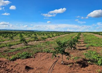 Cassilândia se torna novo polo da citricultura em Mato Grosso do Sul