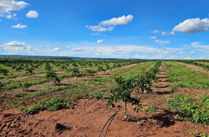 Cassilândia se torna novo polo da citricultura em Mato Grosso do Sul