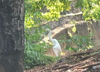 Garça com asa quebrada no centro da Capital, é resgatada pela PMA após mobilizaçã; veja