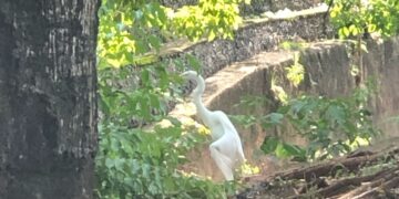 Garça com asa quebrada no centro da Capital, é resgatada pela PMA após mobilizaçã; veja