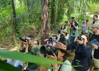 Lançamento do IV Cine Aves: Festival de cinema promove conservação de aves com tema Cerrado, Chaco e Pantanal