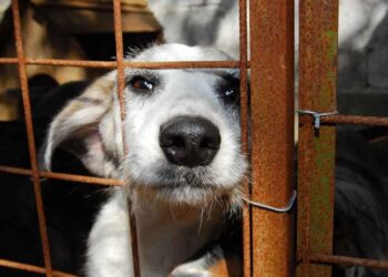 Governo de MS intensifica combate aos maus-tratos contra animais com ferramenta de denúncia online