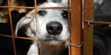 Governo de MS intensifica combate aos maus-tratos contra animais com ferramenta de denúncia online