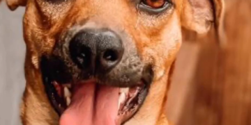 Familiares buscam por Caramelo, cachorrinho perdido no Jardim Imá