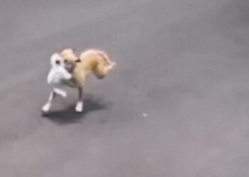 Pitbull ataca e mata cachorro e dono é autuado em flagrante por maus-tratos em Campo Grande