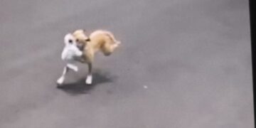 Pitbull ataca e mata cachorro e dono é autuado em flagrante por maus-tratos em Campo Grande