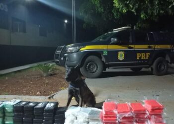 PRF apreende 125kg de cocaína em carga de carnes na BR-262