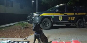 PRF apreende 125kg de cocaína em carga de carnes na BR-262