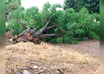 Idoso de 86 anos morre em Campo Grande ao ser stingido por árvore durante poda