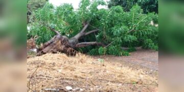 Idoso de 86 anos morre em Campo Grande ao ser stingido por árvore durante poda