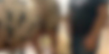 Empresários são investigados por abuso de adolescentes e maus-tratos a animais em haras de MS