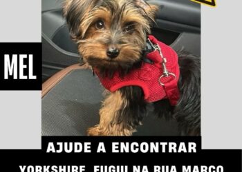 Vídeo: Mel fugiu de casa e tutora pede ajuda para encontrar yorkshire na Vila Carvalho; oferece recompensa 