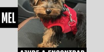 Vídeo: Mel fugiu de casa e tutora pede ajuda para encontrar yorkshire na Vila Carvalho; oferece recompensa 
