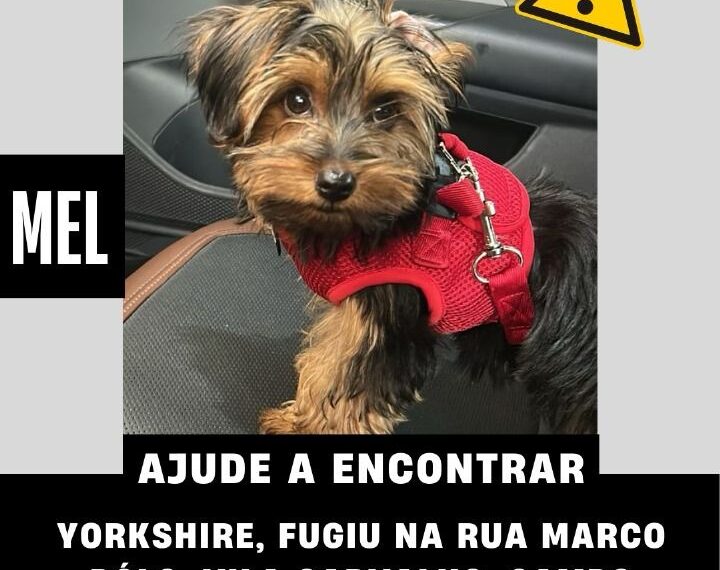 Vídeo: Mel fugiu de casa e tutora pede ajuda para encontrar yorkshire na Vila Carvalho; oferece recompensa 
