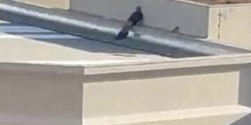 Cena constrangedora: vídeo mostra homem se masturbando no teto do Fórum da Capital