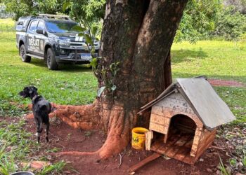 Idoso é preso por maus-tratos a cão em Campo Grande