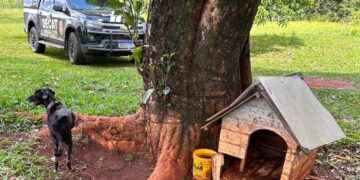 Idoso é preso por maus-tratos a cão em Campo Grande