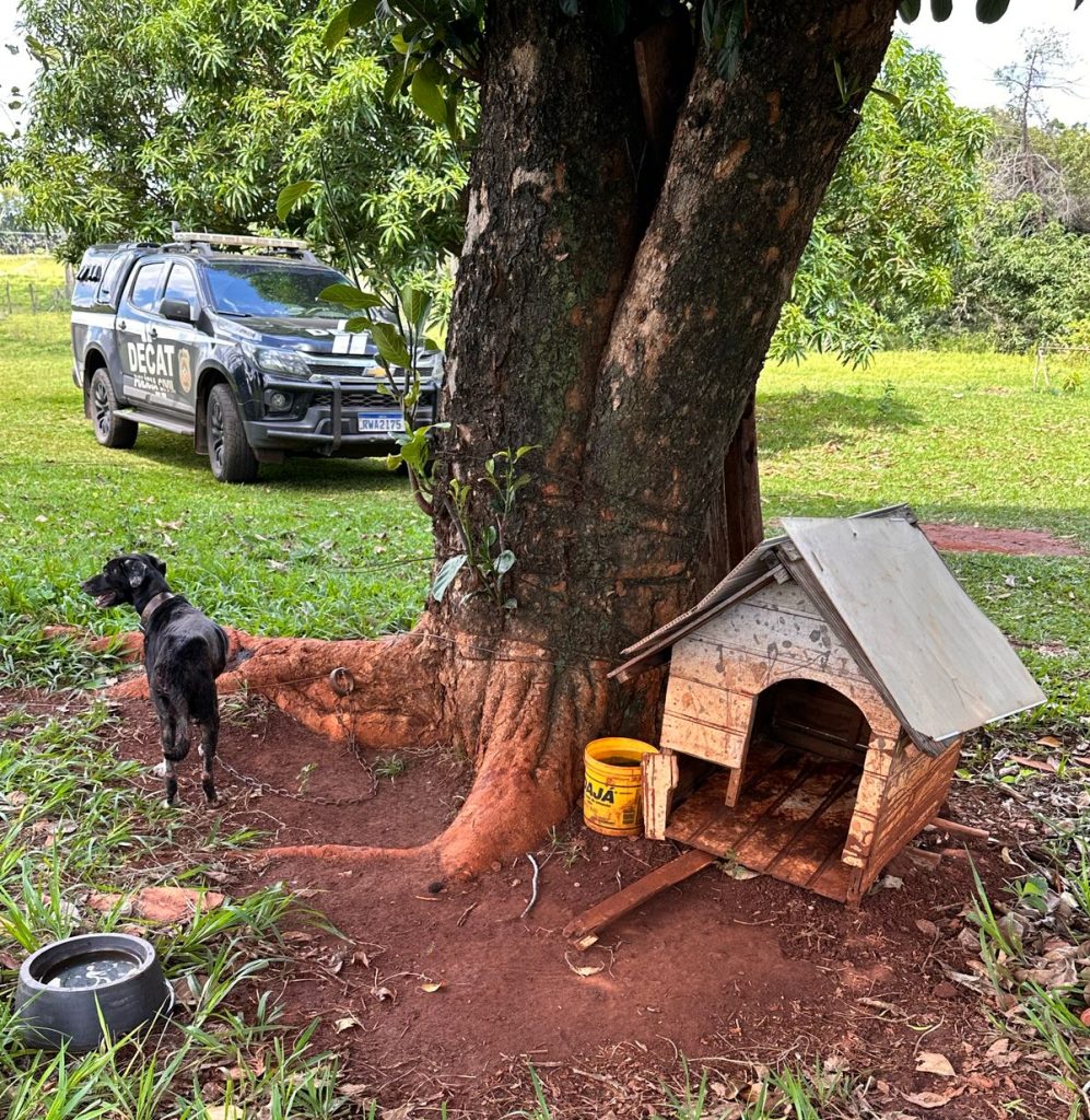 Idoso é preso por maus-tratos a cão em Campo Grande