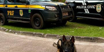 Ação conjunta da Polícia desmantela tráfico de drogas e prende casal em ônibus clandestino