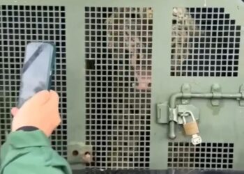 Vídeo: Onça que atacou caseiro chega centro de reabilitação em Campo Grande e “dá oi” para curiosos e jornalistas 