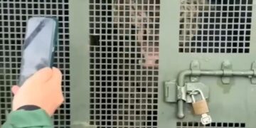 Vídeo: Onça que atacou caseiro chega centro de reabilitação em Campo Grande e “dá oi” para curiosos e jornalistas 