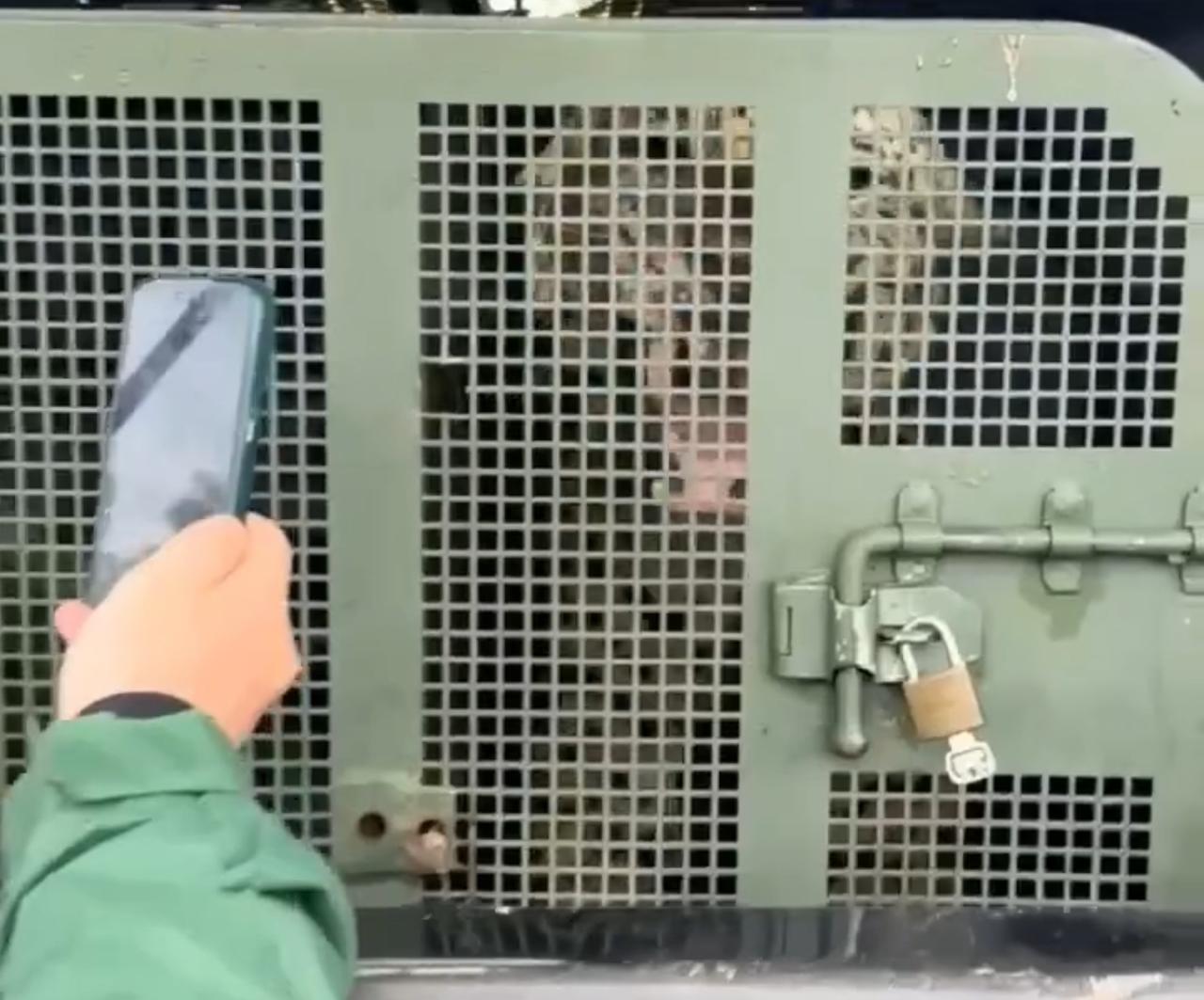 Vídeo: Onça que atacou caseiro chega centro de reabilitação em Campo Grande e “dá oi” para curiosos e jornalistas 