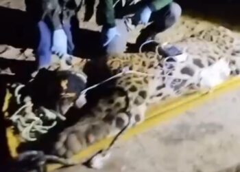 Onça que matou caseiro em pesqueiro no Pantanal é capturada após dias de buscas