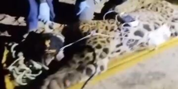 Onça que matou caseiro em pesqueiro no Pantanal é capturada após dias de buscas