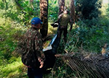 Corpo de vítima de ataque de onça é encontrado em área de mata em MS