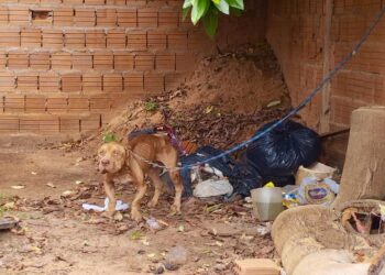 Polícia resgata pitbull vítima de maus-tratos em residência no Jardim Canguru e tutor é preso