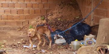 Polícia resgata pitbull vítima de maus-tratos em residência no Jardim Canguru e tutor é preso