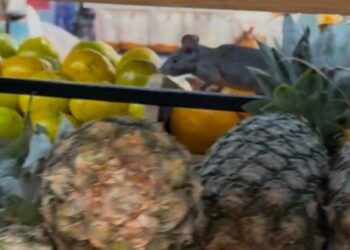 Vídeo: rato é filmado passeando em mercado ‘chique’ de CG e cliente diz que “é igual chifre, melhor não ver” 