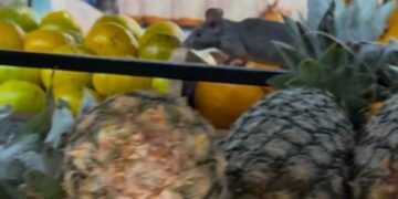Vídeo: rato é filmado passeando em mercado ‘chique’ de CG e cliente diz que “é igual chifre, melhor não ver” 