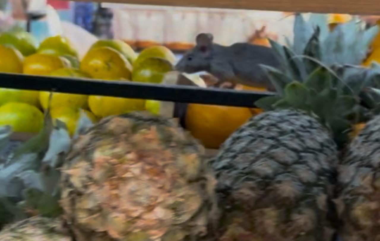 Vídeo: rato é filmado passeando em mercado ‘chique’ de CG e cliente diz que “é igual chifre, melhor não ver” 