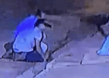 Homens são presos após serem flagrados matando pitbull asfixiado; imagens são fortes