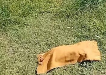 Feto é encontrado em matagal após cachorro ser visto carregando objeto ensanguentado