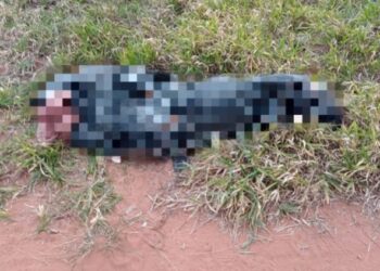 Corpo em decomposição é encontrado em área rural de Ribas do Rio Pardo