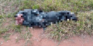 Corpo em decomposição é encontrado em área rural de Ribas do Rio Pardo