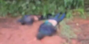 Dois corpos são encontrados com sinais de violência em estrada rural na fronteira com MS