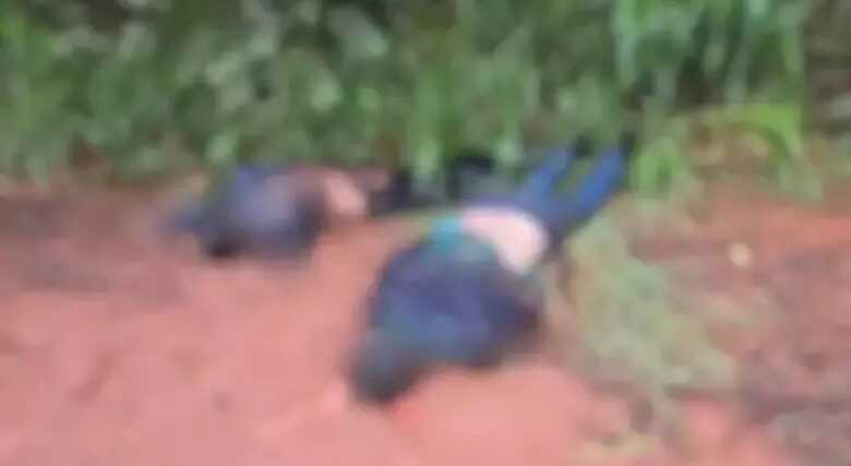 Dois corpos são encontrados com sinais de violência em estrada rural na fronteira com MS