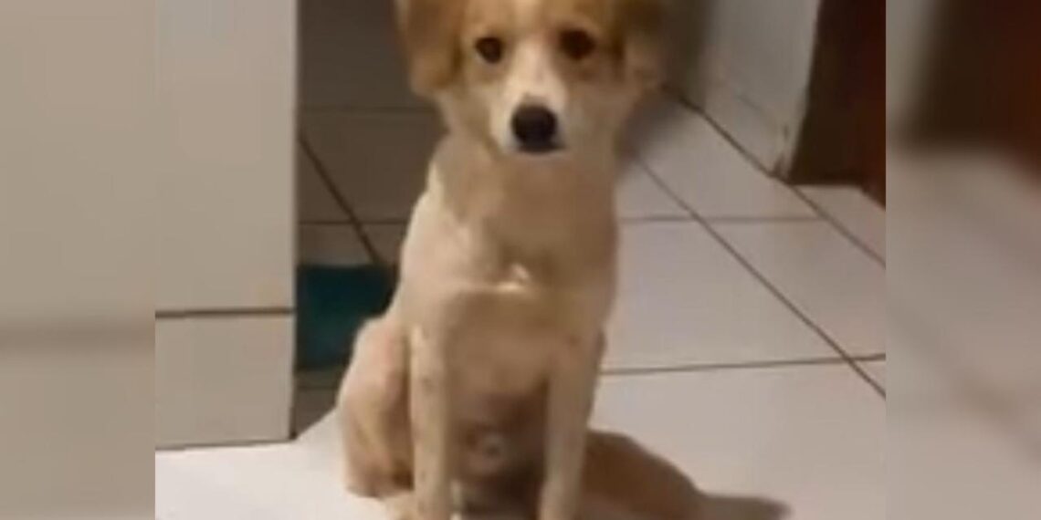 Vídeo: Ludmillo some no Aero Rancho e tutor faz busca incansável por seu vira latas