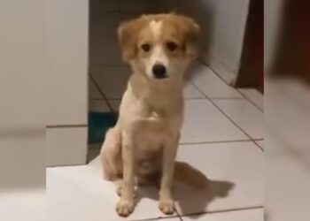 Vídeo: Ludmillo some no Aero Rancho e tutor faz busca incansável por seu vira latas