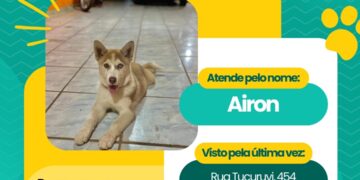 Você viu o Airon? Criança autista está a procura de cachorro que sumiu no Jd Monumento