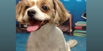 Família pede por ajuda após roubo da cadelinha Luna no Buriti