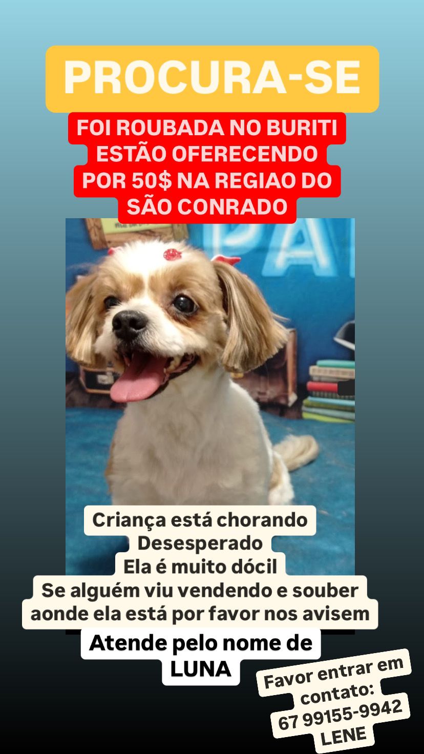 Família pede por ajuda após roubo da cadelinha Luna no Buriti