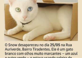 Família procura gato Snow, desaparecido no Bairro Tiradentes