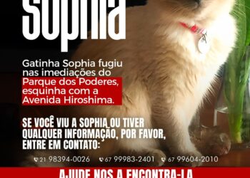 Você viu a Sophia? Dona procura por gatinha que sumiu perto do Parque dos Poderes
