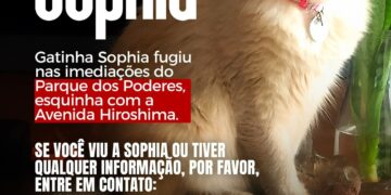 Você viu a Sophia? Dona procura por gatinha que sumiu perto do Parque dos Poderes